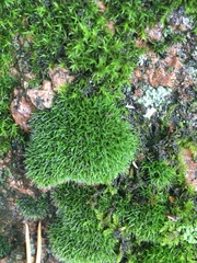 Dicranum montanum