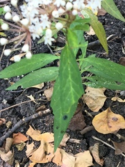 Asclepias perennis