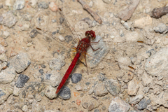Diplacodes haematodes