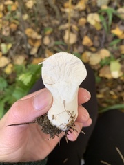 Lycoperdon perlatum