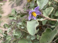 Solanum tomentosum