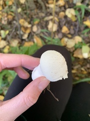 Lycoperdon perlatum