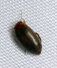 Copelatus chevrolati