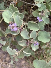 Solanum tomentosum