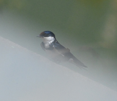 Hirundo albigularis