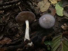 Cortinarius iodes
