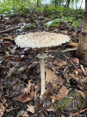 Agaricaceae