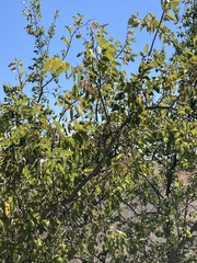 Celtis reticulata