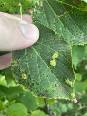 Eriophyes tiliae