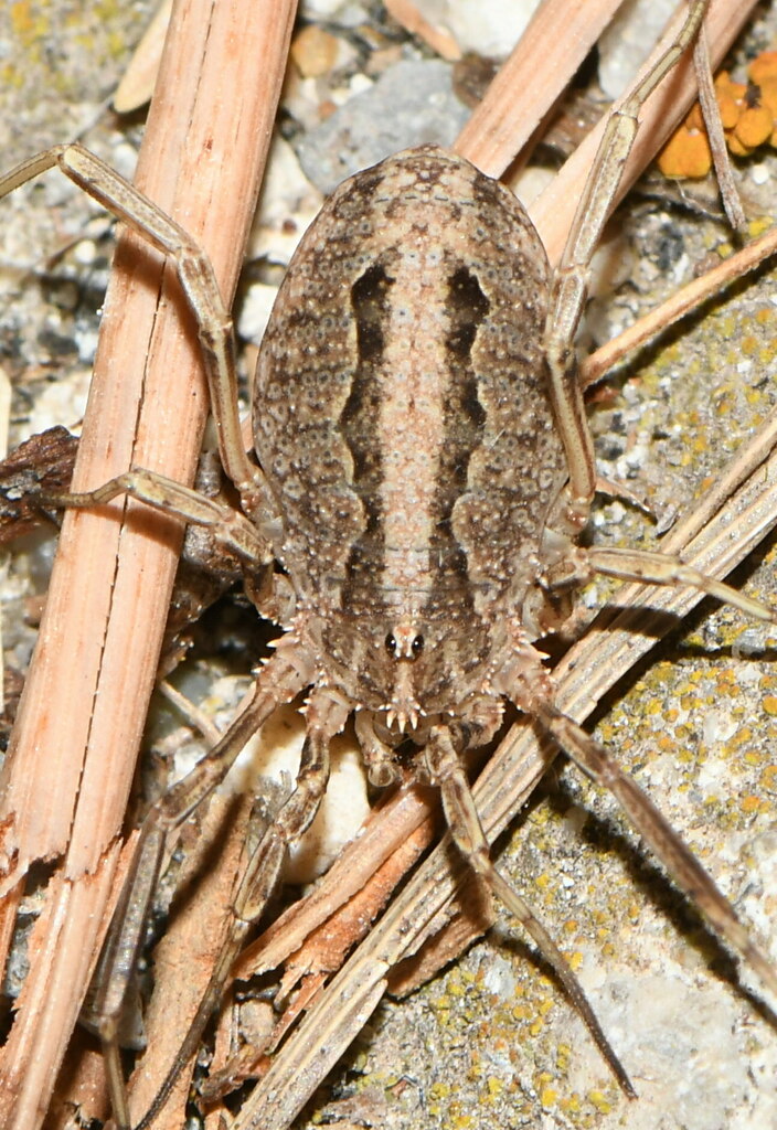 Odiellus troguloides