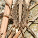 Odiellus troguloides - Photo (c) André MIQUET, some rights reserved (CC BY-NC), uploaded by André MIQUET