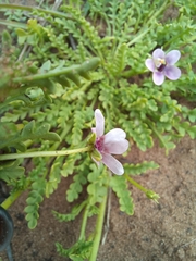 Diascia capensis