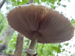 Agaricaceae