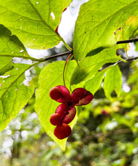 Euonymus occidentalis