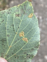 Eriophyes tiliae
