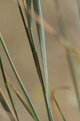 Leymus cinereus