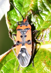 Lygaeus equestris