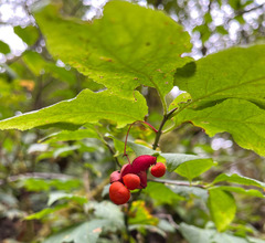 Euonymus occidentalis