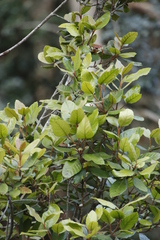 Curtisia dentata