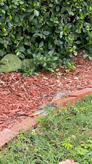 Agama picticauda