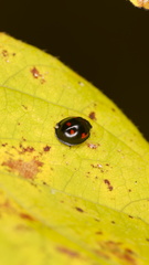 Exochomus quadripustulatus