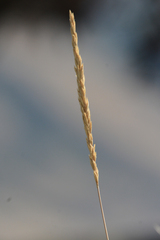 Leymus cinereus