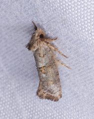 Acrolophus piger