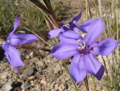 Moraea polyanthos