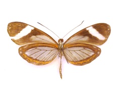 Dismorphia theucharila fortunata