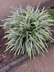 Liriope muscari