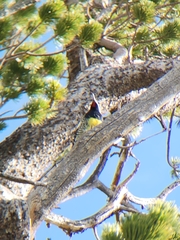 Sphyrapicus thyroideus