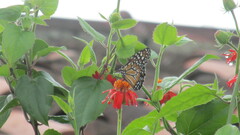 Danaus erippus
