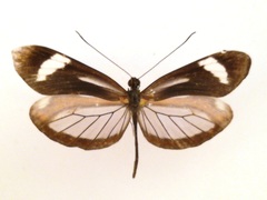 Dismorphia theucharila fortunata