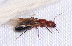 Myrmentoma