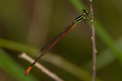 Argiocnemis rubescens