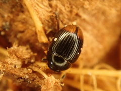 Cercyon ustulatus