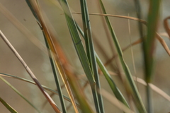 Leymus cinereus