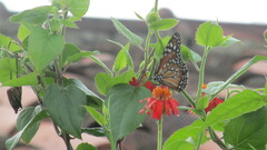 Danaus erippus
