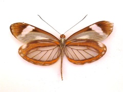Dismorphia theucharila fortunata