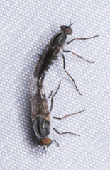 Ozodiceromyia