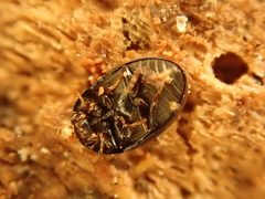 Cercyon ustulatus