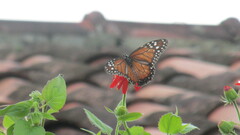 Danaus erippus