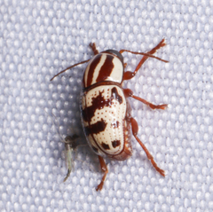 Cryptocephalus leucomelas