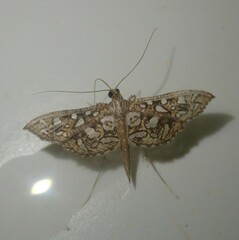 Nausinoe geometralis