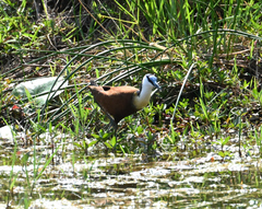 Actophilornis africanus