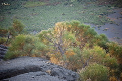 Genista thyrrena