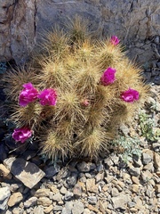 Echinocereus stramineus