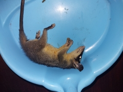 Philander opossum