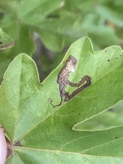 Stigmella aceris