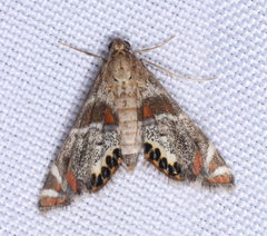 Petrophila jaliscalis